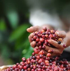 Nescafé Dolce Gusto Latte Macchiato Capsules - 90 Koffiecups 11 Nescafé Dolce Gusto Latte Macchiato Capsules - 90 Koffiecups -Koffiehuis 1190x1200