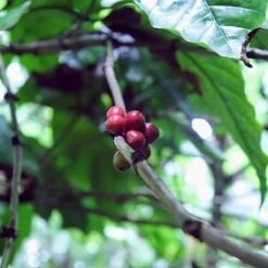 Kopi Luwak Koffie. 35 Gram Ongemalen Bonen. Direct Trade. Single Origin. The Original By Rich.Exclusive. 25 Kopi Luwak Koffie. 35 Gram Ongemalen Bonen. Direct Trade. Single Origin. The Original By Rich.Exclusive. -Koffiehuis 1200x1200 134