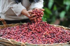 Nescafé Gold Oploskoffie - 6 Doosjes à 25 Zakjes 11 Nescafé Gold Oploskoffie - 6 Doosjes à 25 Zakjes -Koffiehuis 1200x798 8