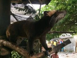 Kopi Luwak Koffie. 35 Gram Ongemalen Bonen. Direct Trade. Single Origin. The Original By Rich.Exclusive. 20 Kopi Luwak Koffie. 35 Gram Ongemalen Bonen. Direct Trade. Single Origin. The Original By Rich.Exclusive. -Koffiehuis 1200x900 2