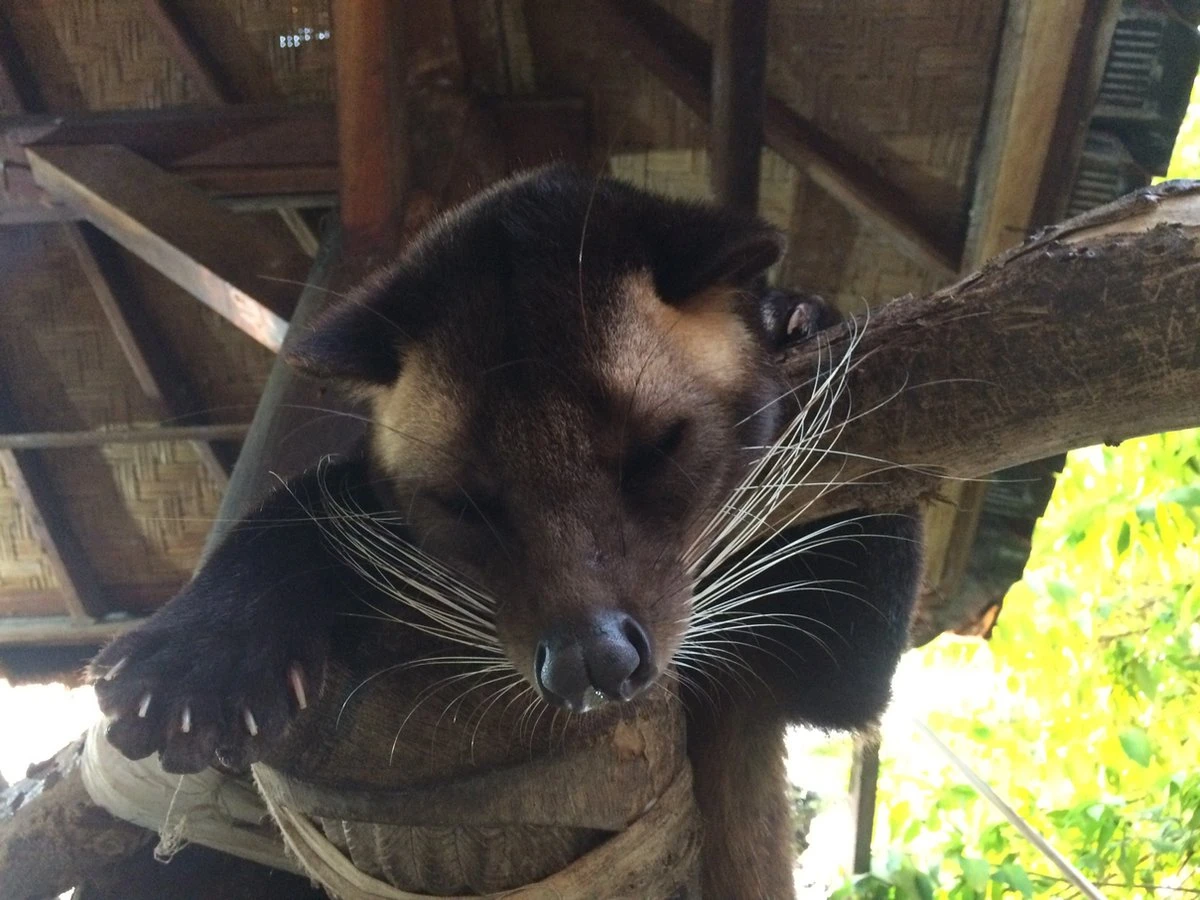 Kopi Luwak Koffie. 35 Gram Ongemalen Bonen. Direct Trade. Single Origin. The Original By Rich.Exclusive. 9 Kopi Luwak Koffie. 35 Gram Ongemalen Bonen. Direct Trade. Single Origin. The Original By Rich.Exclusive. - Afbeelding 7